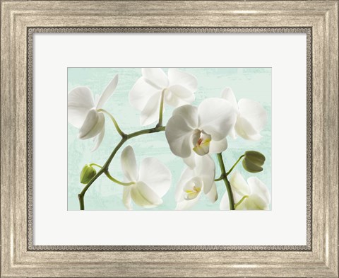 Framed Celadon Orchids Print