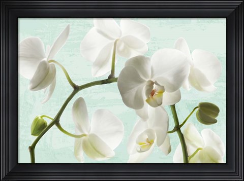 Framed Celadon Orchids Print