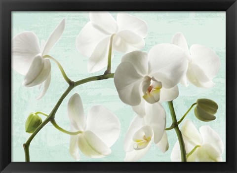 Framed Celadon Orchids Print