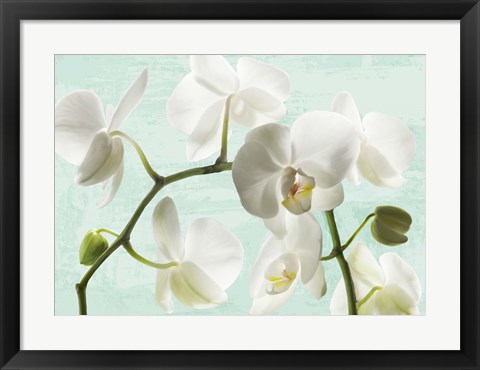 Framed Celadon Orchids Print