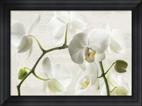 Framed Ivory Orchids Print