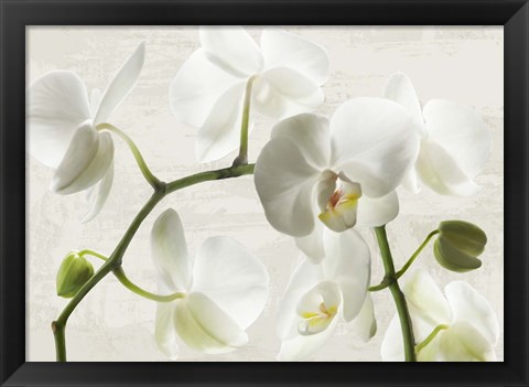 Framed Ivory Orchids Print