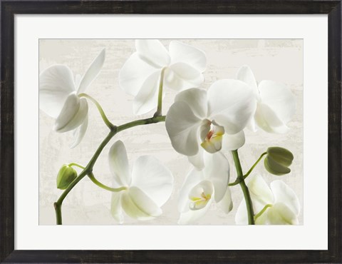 Framed Ivory Orchids Print