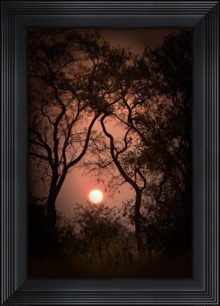 Framed Okavango Delta, Botswana Sunset Behind Tall Trees Print