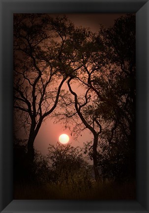 Framed Okavango Delta, Botswana Sunset Behind Tall Trees Print