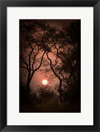 Framed Okavango Delta, Botswana Sunset Behind Tall Trees Print