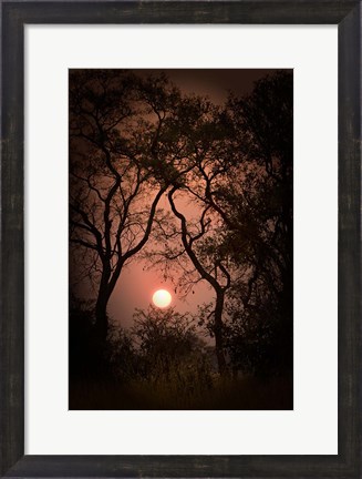 Framed Okavango Delta, Botswana Sunset Behind Tall Trees Print
