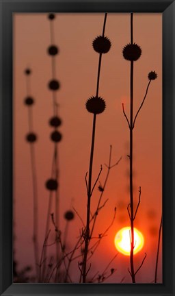 Framed Okavango Delta, Botswana Africa Thistles At Sunset Print