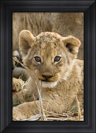 Framed Okavango Delta, Botswana A Close-Up Of A Lion Cub Print