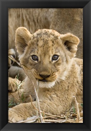 Framed Okavango Delta, Botswana A Close-Up Of A Lion Cub Print