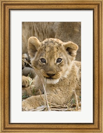Framed Okavango Delta, Botswana A Close-Up Of A Lion Cub Print