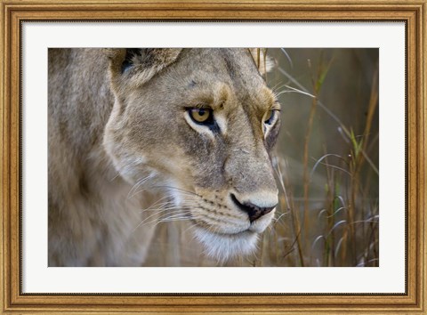 Framed Okavango Delta, Botswana Close-Up Of A Female Lion Print