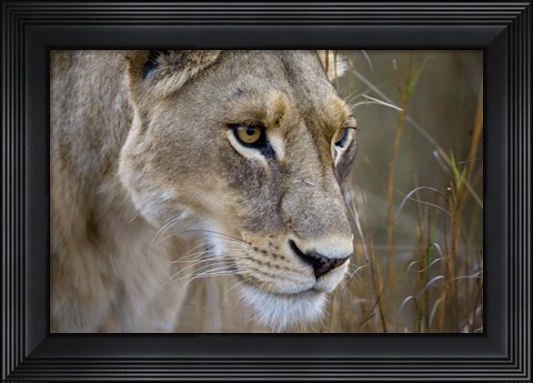 Framed Okavango Delta, Botswana Close-Up Of A Female Lion Print