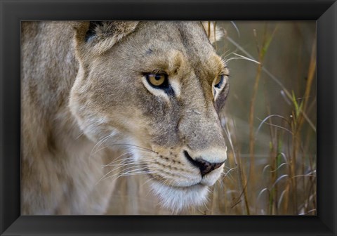 Framed Okavango Delta, Botswana Close-Up Of A Female Lion Print