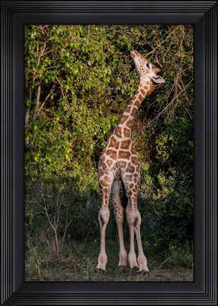 Framed Africa, Kenya, Nairobi, Langata, Hog Ranch Print