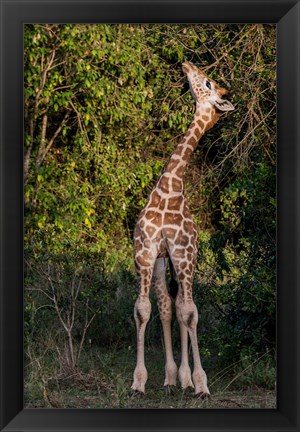 Framed Africa, Kenya, Nairobi, Langata, Hog Ranch Print