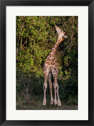 Framed Africa, Kenya, Nairobi, Langata, Hog Ranch Print