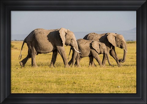 Framed Africa, Kenya, Amboseli National Park, Elephant Print