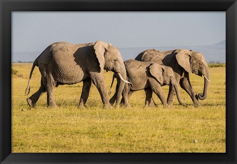 Framed Africa, Kenya, Amboseli National Park, Elephant Print