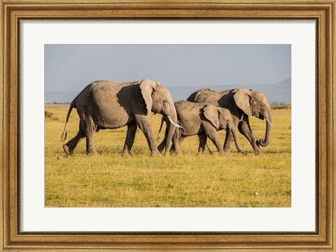 Framed Africa, Kenya, Amboseli National Park, Elephant Print