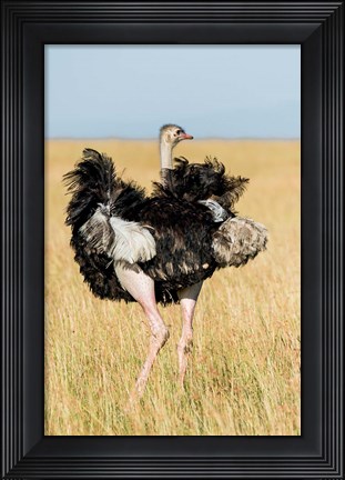 Framed Kenya, Maasai Mara. Masai Ostrich Print