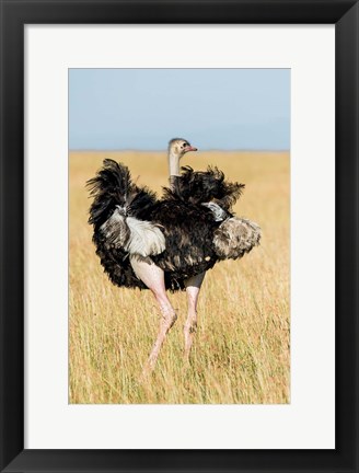 Framed Kenya, Maasai Mara. Masai Ostrich Print