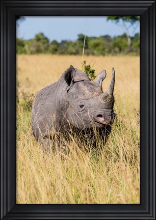 Framed Kenya, Maasai Mara National Reserve, Black Rhinoceros Print