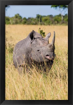 Framed Kenya, Maasai Mara National Reserve, Black Rhinoceros Print