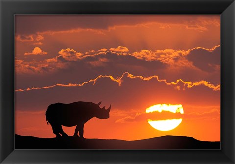 Framed Kenya, Masai Mara Composite Of White Rhino Silhouette And Sunset Print