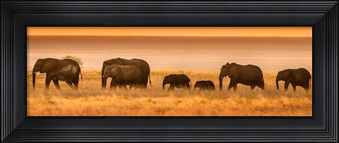Framed Etosha National Park, Namibia, Elephants Walk In A Line At Sunset Print