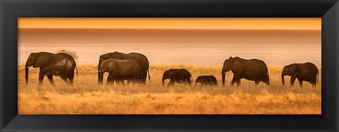 Framed Etosha National Park, Namibia, Elephants Walk In A Line At Sunset Print