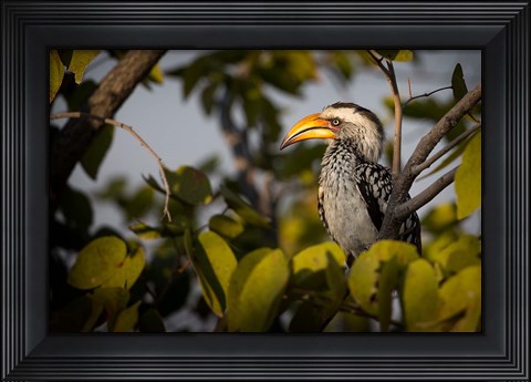 Framed Etosha National Park, Namibia, Yellow-Billed Hornbill Perched In A Tree Print