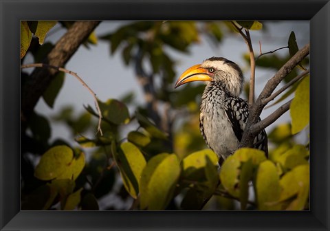 Framed Etosha National Park, Namibia, Yellow-Billed Hornbill Perched In A Tree Print