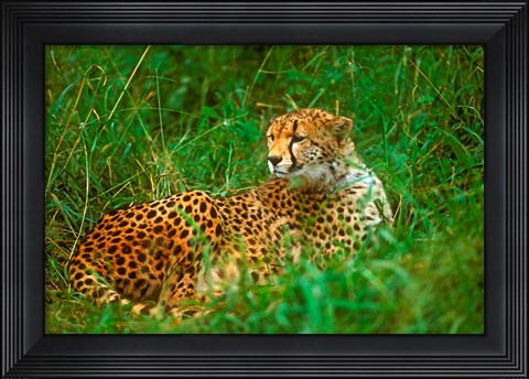 Framed Cheetah Lying In Grass On The Serengeti Print