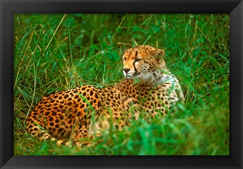 Framed Cheetah Lying In Grass On The Serengeti Print