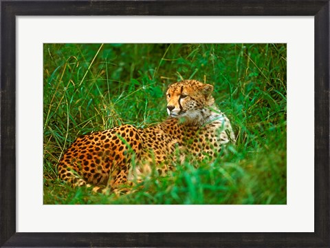 Framed Cheetah Lying In Grass On The Serengeti Print