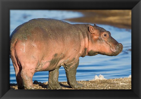 Framed Reddish Very Young Hippo Stands On Shoreline Of Lake Ndutu Print