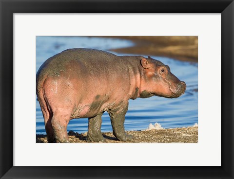 Framed Reddish Very Young Hippo Stands On Shoreline Of Lake Ndutu Print