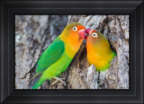 Framed Two Fischer&#39;s Lovebirds Nuzzle Each Other, Tanzania Print