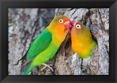 Framed Two Fischer&#39;s Lovebirds Nuzzle Each Other, Tanzania Print