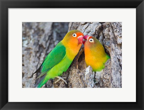 Framed Two Fischer&#39;s Lovebirds Nuzzle Each Other, Tanzania Print