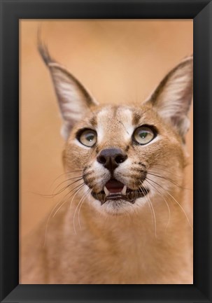 Framed Livingstone, Zambia Portrait Of A Caracal Print