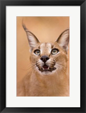 Framed Livingstone, Zambia Portrait Of A Caracal Print