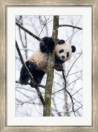 Framed China, Chengdu Panda Base Baby Giant Panda In Tree Print