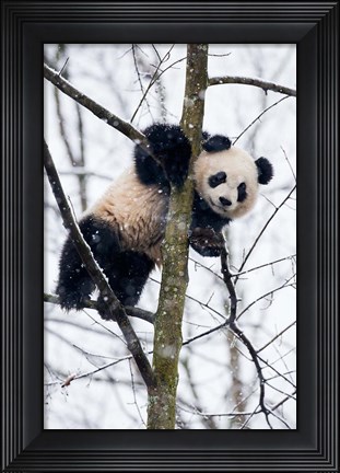 Framed China, Chengdu Panda Base Baby Giant Panda In Tree Print