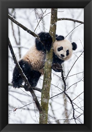 Framed China, Chengdu Panda Base Baby Giant Panda In Tree Print