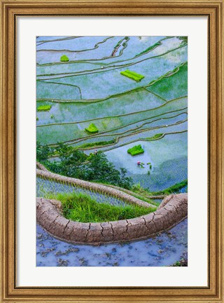 Framed Rice Terraces Of Banaue, Philippines Print