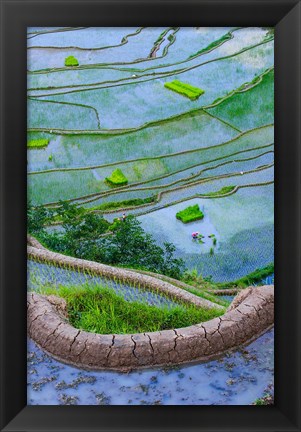 Framed Rice Terraces Of Banaue, Philippines Print