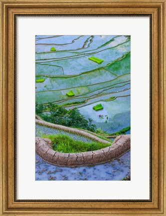 Framed Rice Terraces Of Banaue, Philippines Print