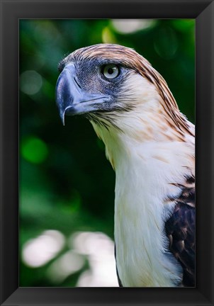 Framed Philippine Eagle Print